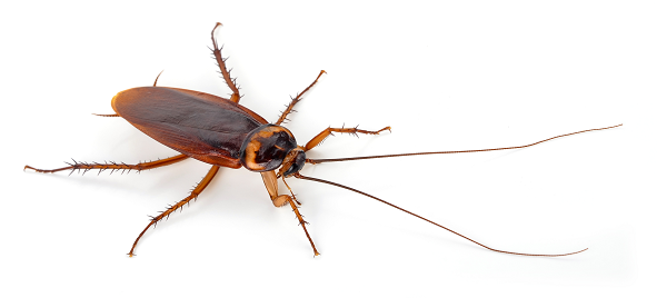 Pest Control near me Portland OR