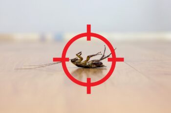 Pest Control Beaverton Oregon
