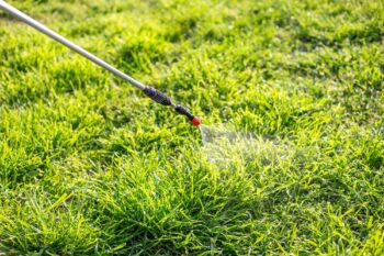 Pest Control in Beaverton