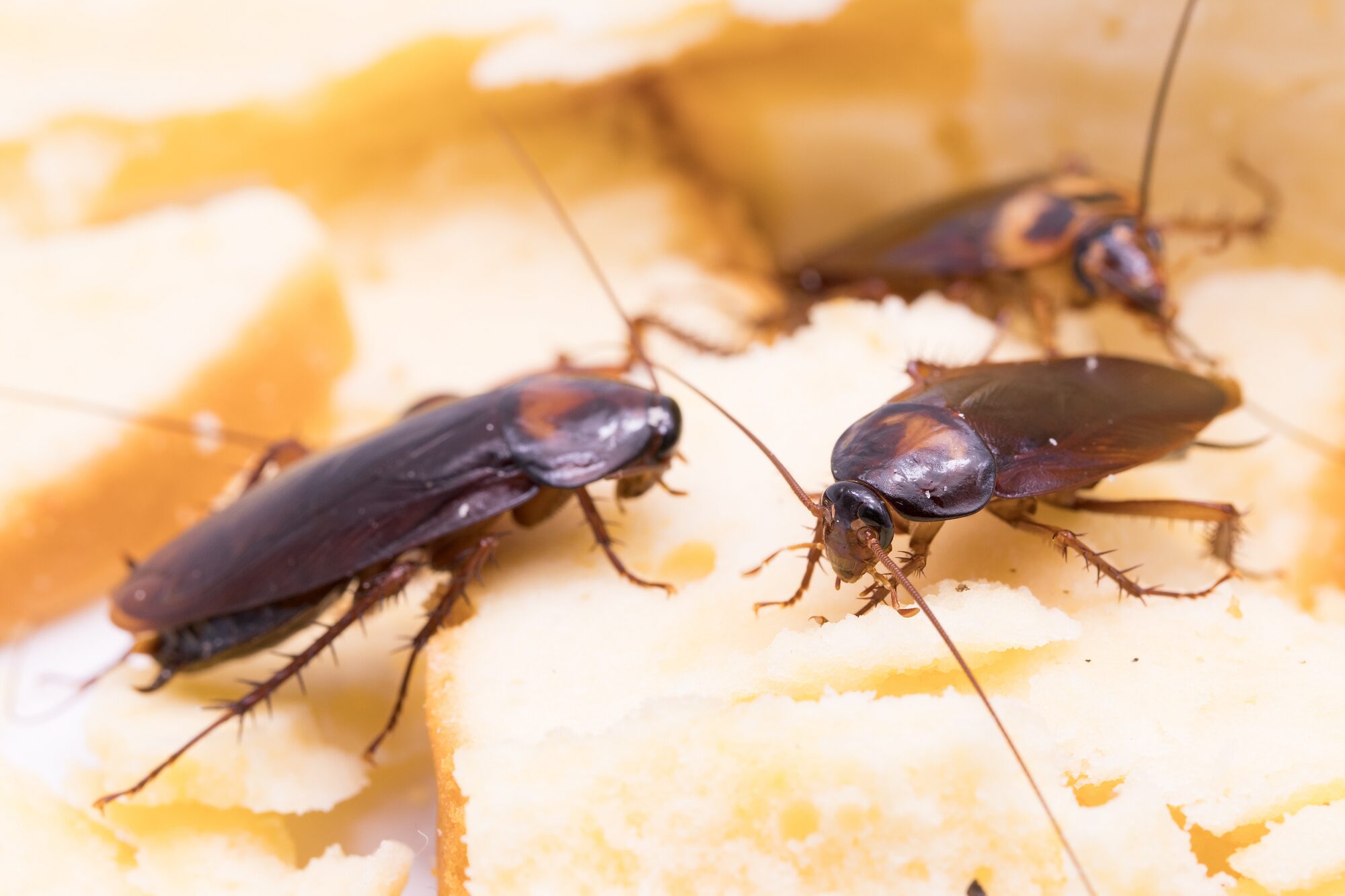 Pest Control Beaverton Or