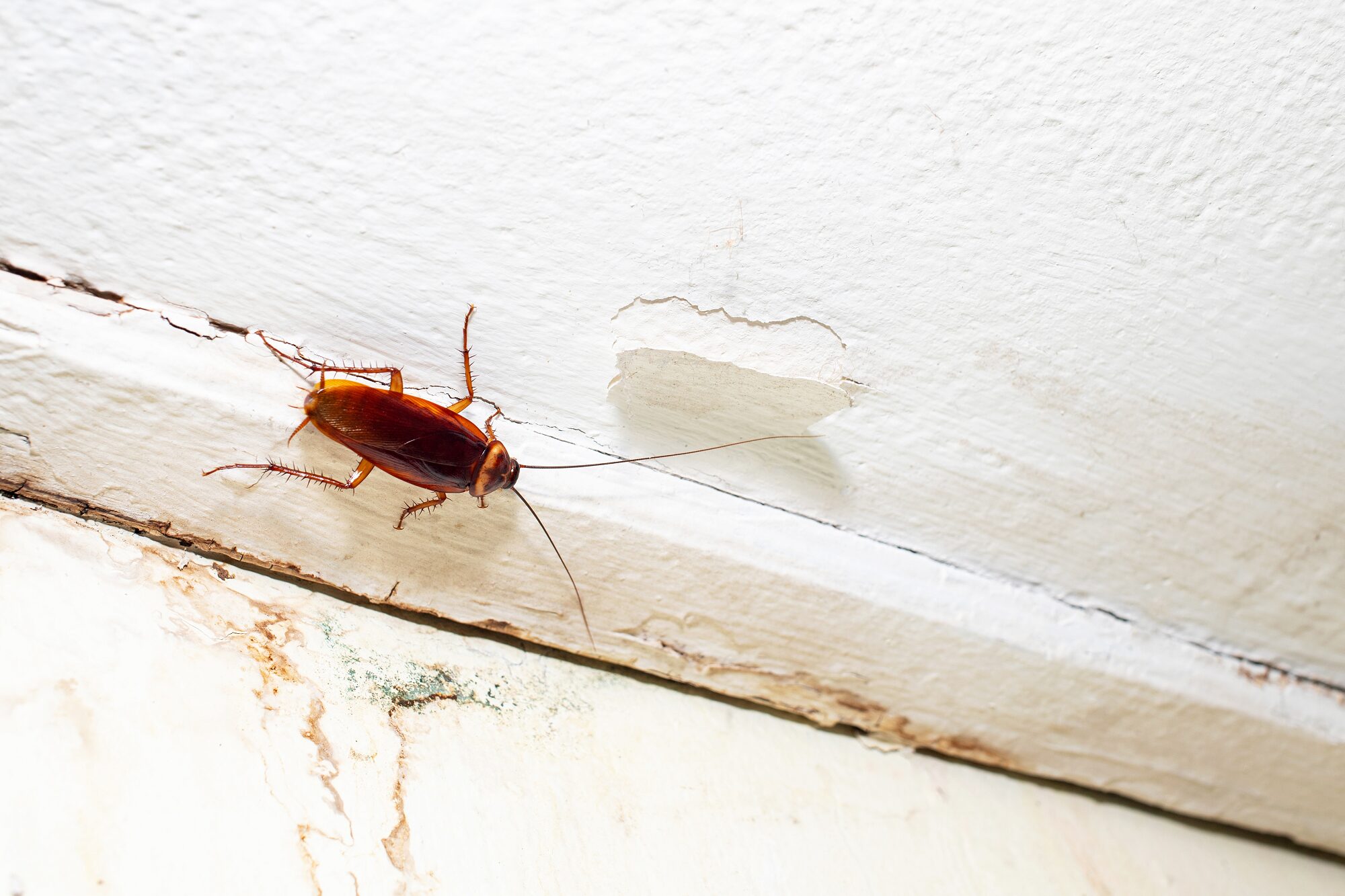 Pest Control Beaverton Oregon