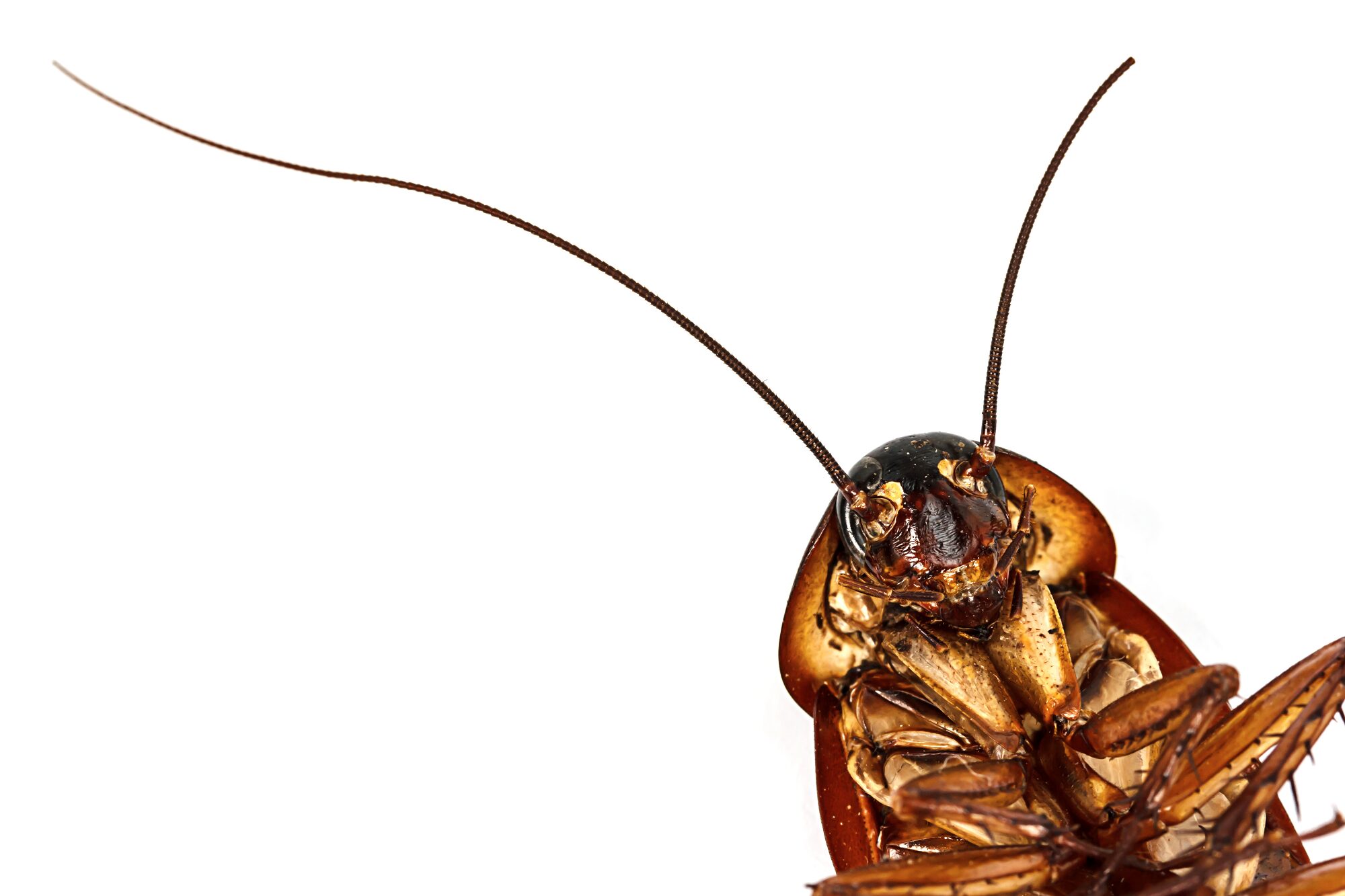 Pest Control in Beaverton