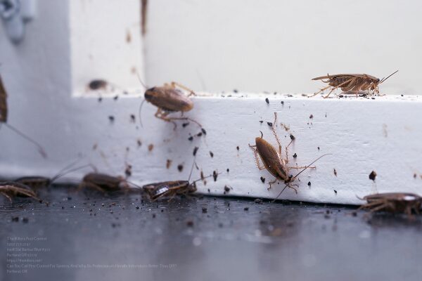 Pest Control Near Me Beaverton Oregon