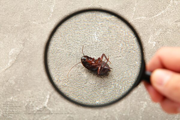 Pest Control Near Me Beaverton