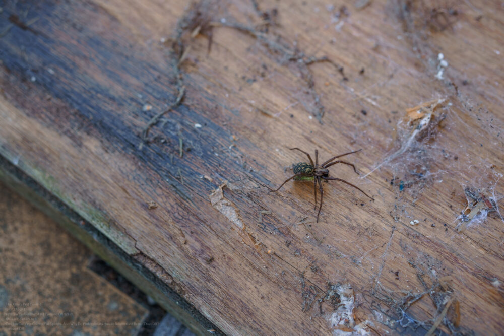 pest control near me in Beaverton