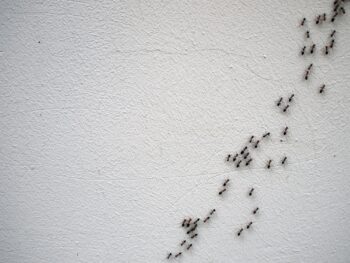 Ant Removal Cornelius OR