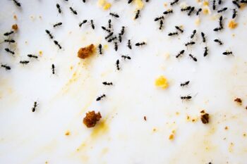 Ant Removal Near Me St Helens OR