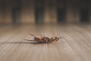 Cockroach Removal Wilsonville by The Killers Cockroach Removal Wilsonville OR