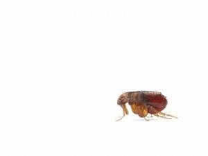 Exterminator Near Me Newberg OR
