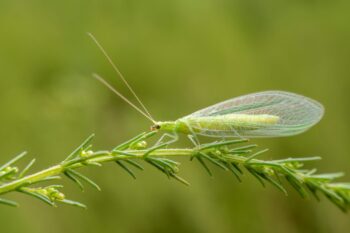 Pest Control Albany Or