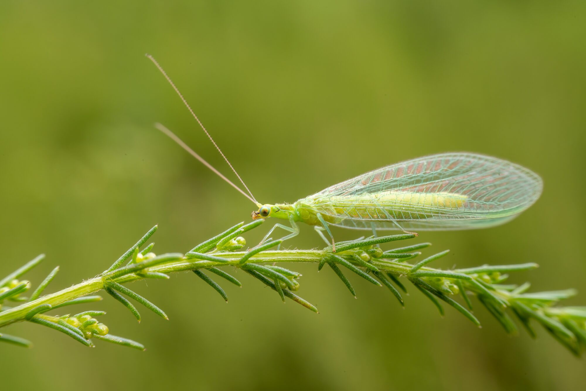 Pest Control Albany Or