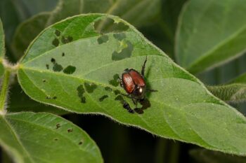 Pest Control Albany Oregon