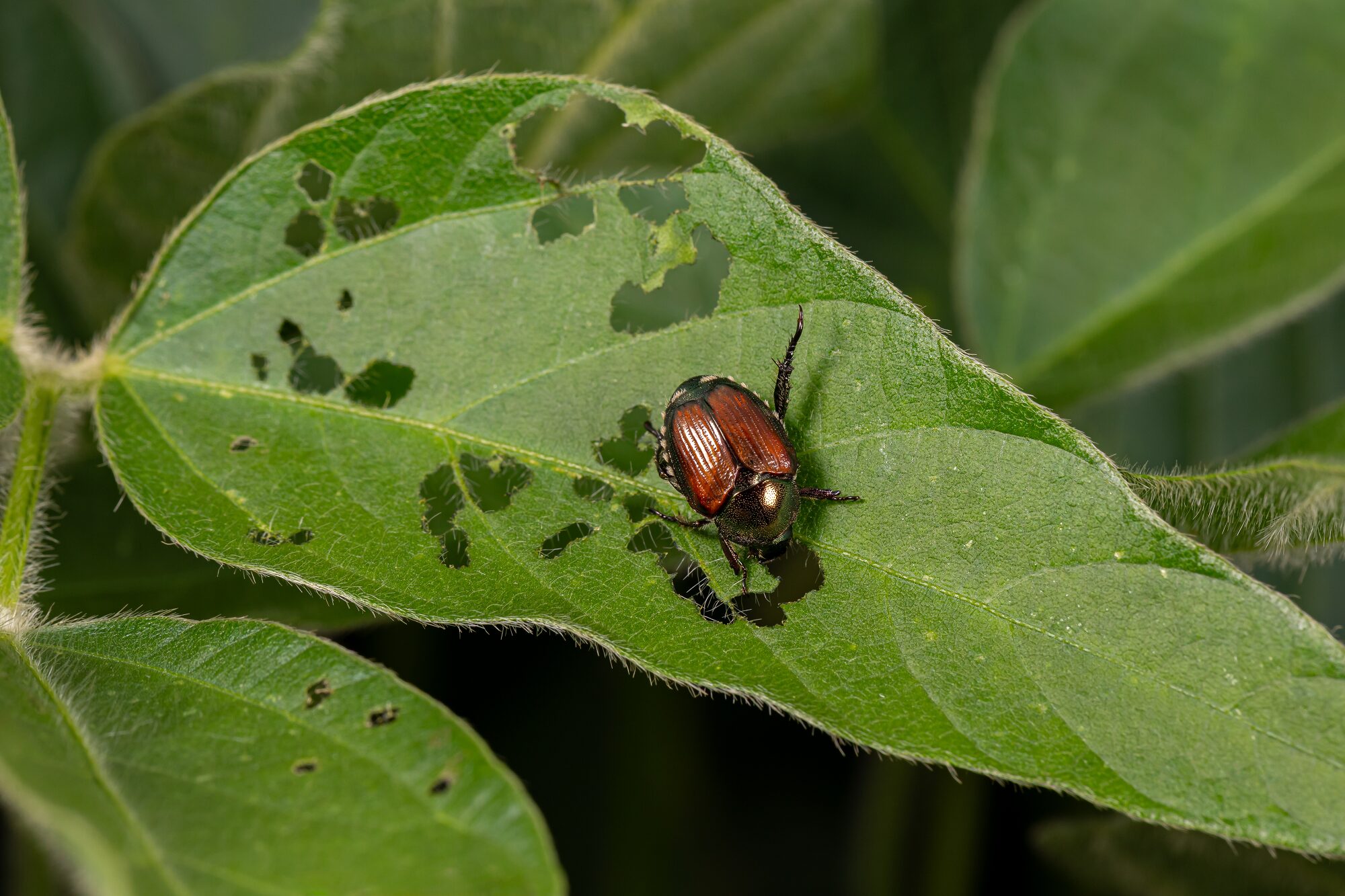 Pest Control Albany Oregon