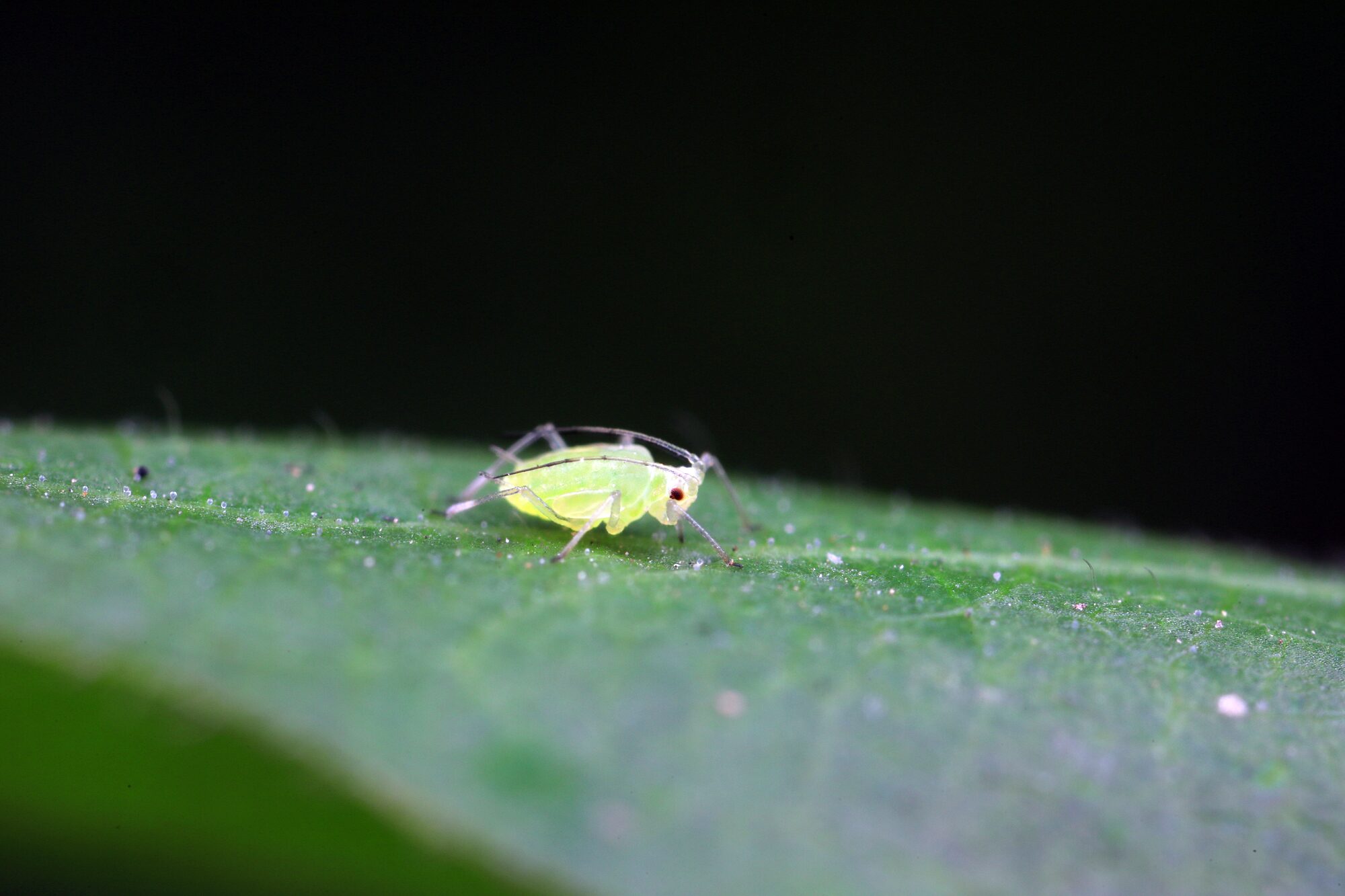 Pest Control Albany, OR