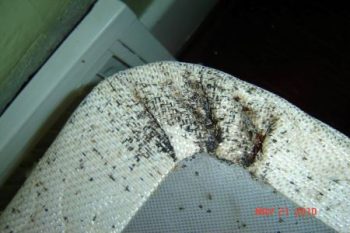 Pest Control Near Me Battle Ground WA
