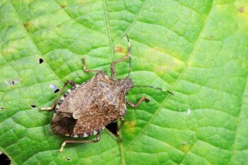 Pest Control in Albany OR