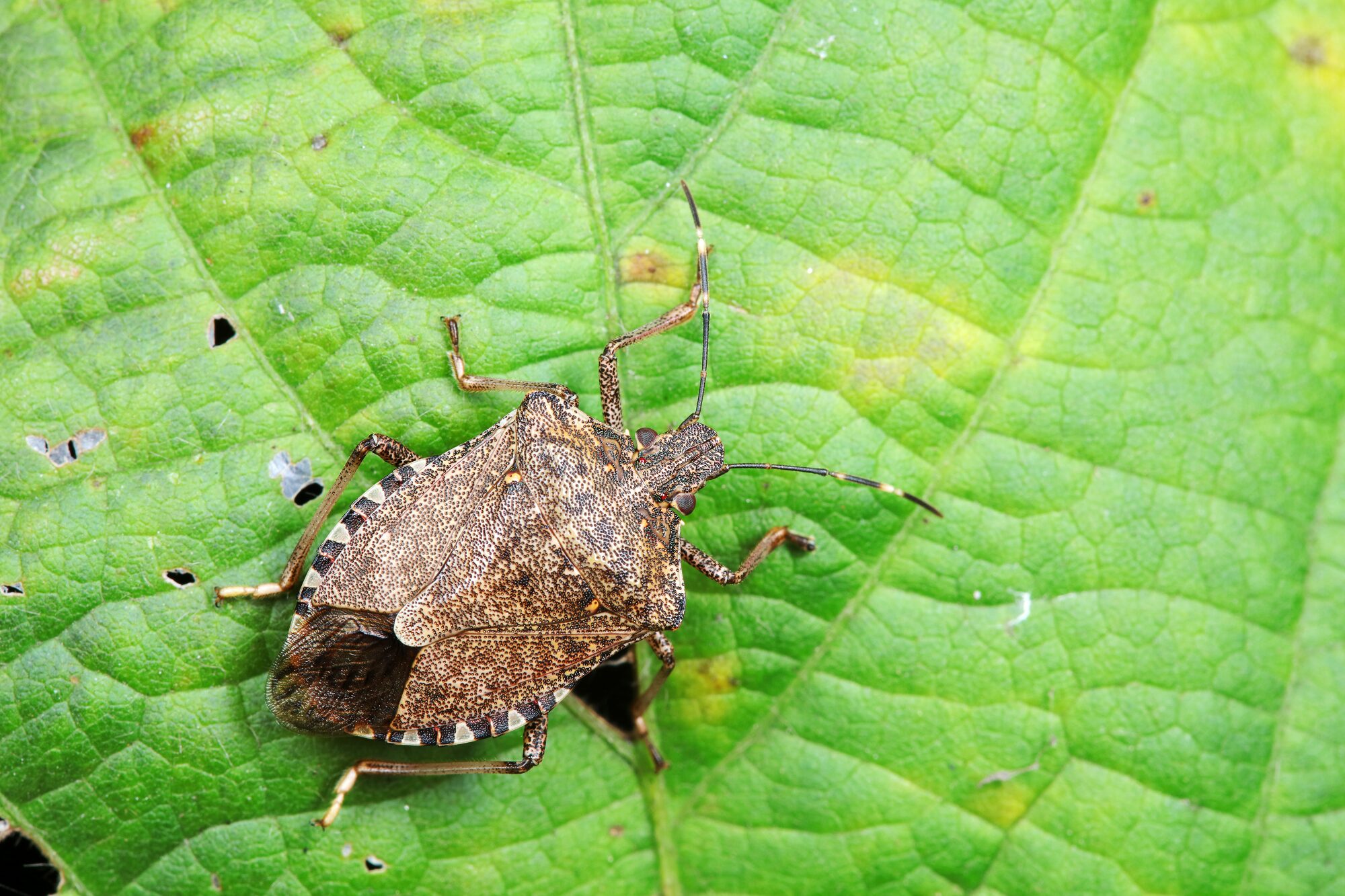Pest Control in Albany OR