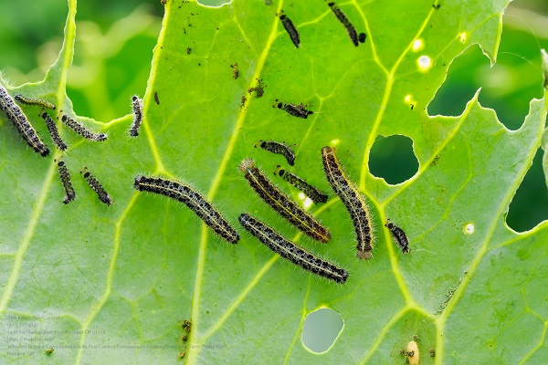 Many Insects Of Black Caterpillar Pests Crawl On Green Cabbage L