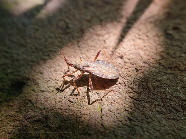 Pest Control Near Me Albany