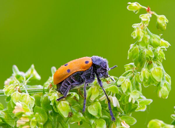 Pest Control Near Me In Albany Or