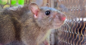 Rodent Removal La Center WA
