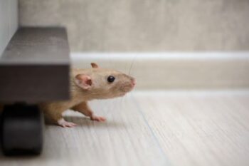 Rodent Removal Near Me Clark County WA