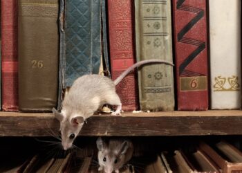 Rodent Removal Near Me Yacolt WA