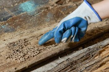 Termite Control La Center WA