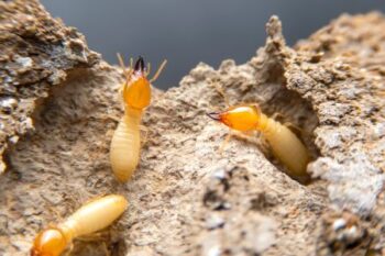 Termite Control Near Me Yacolt WA