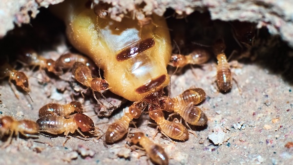 Termite Inspection Lincoln City OR