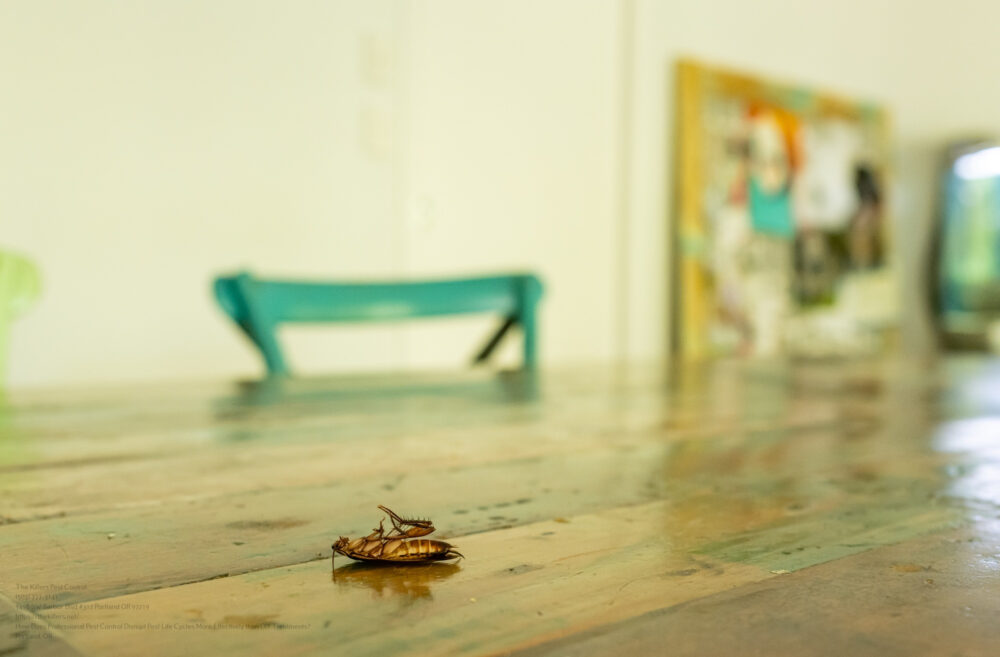 Dead Cockroach On A Timber Kitchen Table After Being Sprayed Wit