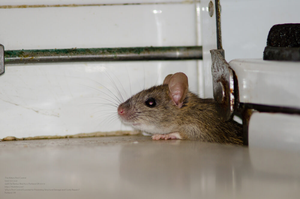 Black Rat Rattus Rattus In A Kitchen.