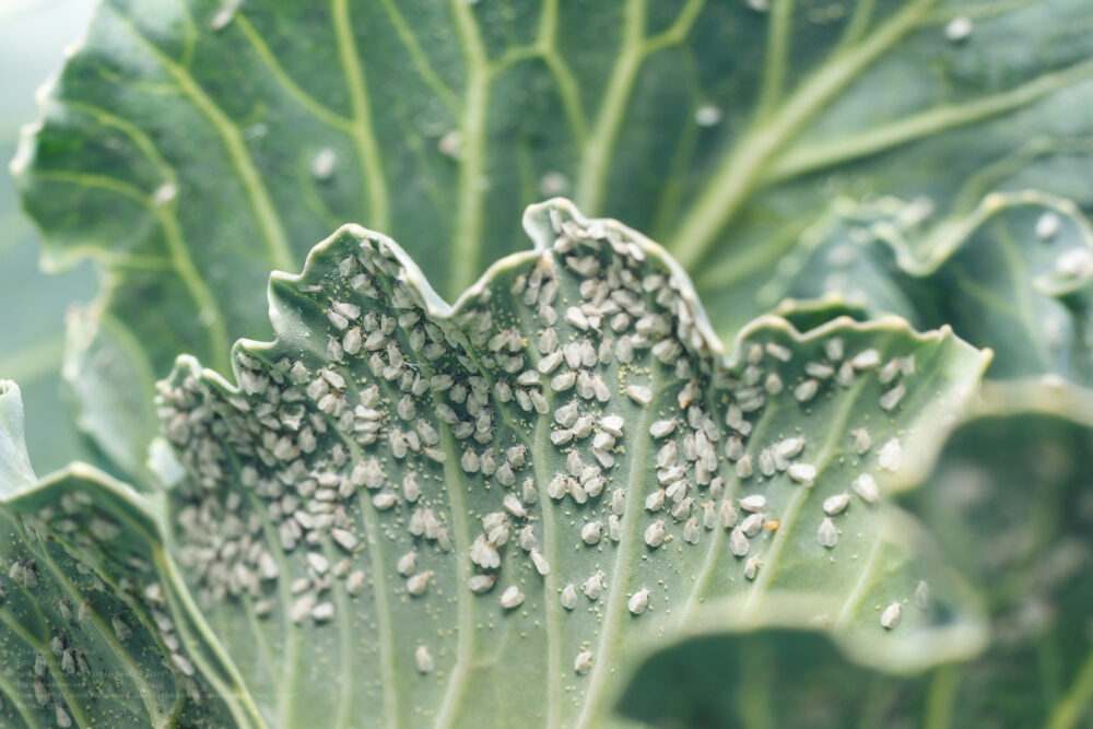 Whitefly Aleyrodes Proletella Agricultural Pest On Cabbage Leaf
