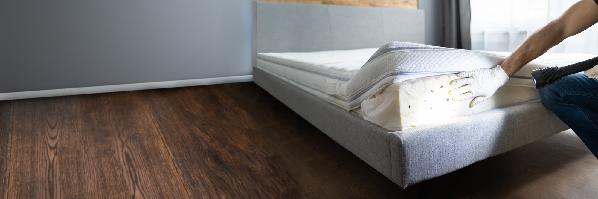 Bed Bug Treatment Newport OR Bed Bug Treatment Newport OR