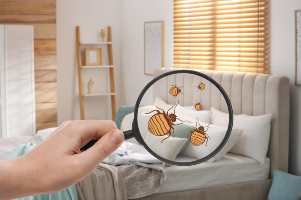 What Post-Treatment Verification Methods Confirm Bed Bug Treatment ...