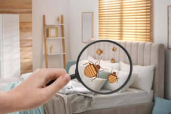Bed Bug Treatment Newport OR