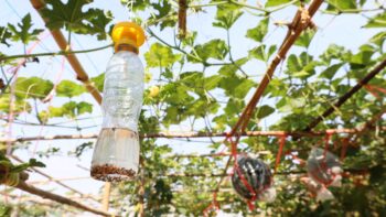 Pest Control Salem OR