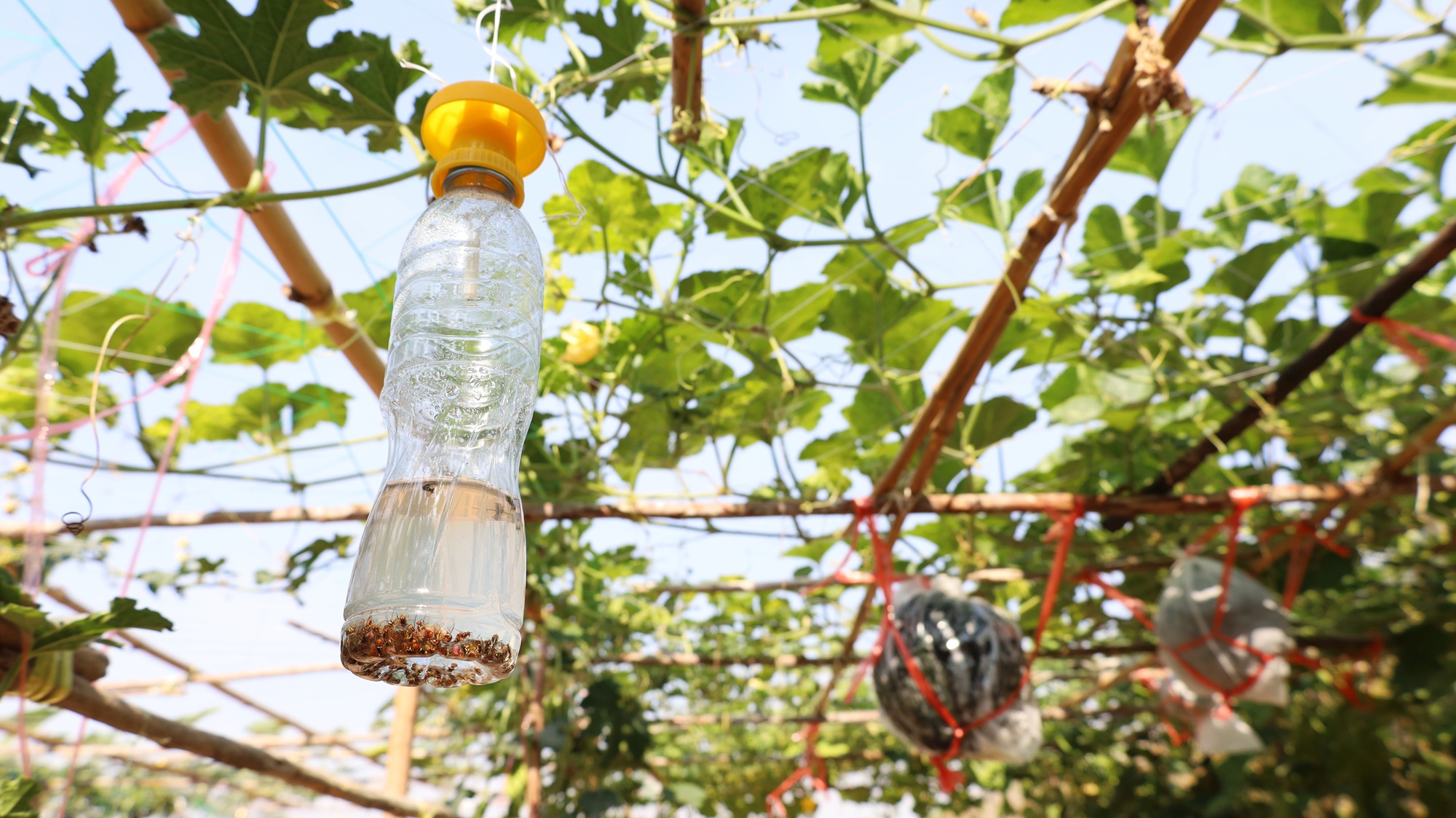 Pest Control Salem OR Pest Control Salem OR