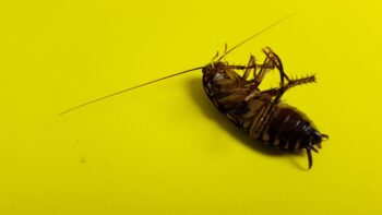 Pest Control Vancouver WA