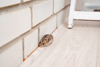 Pest Control Salem OR
