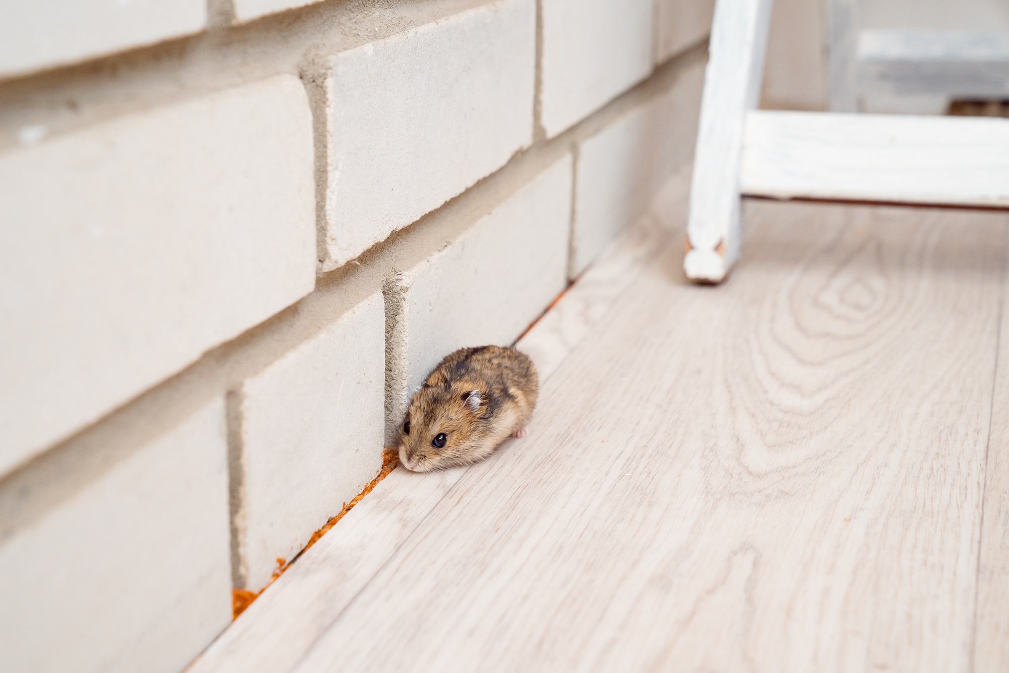 Pest Control Salem OR