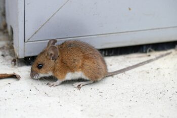 Pest Control Salem OR