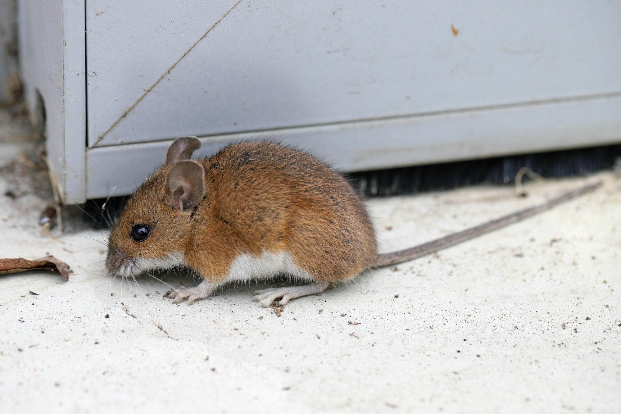 Pest Control Salem OR
