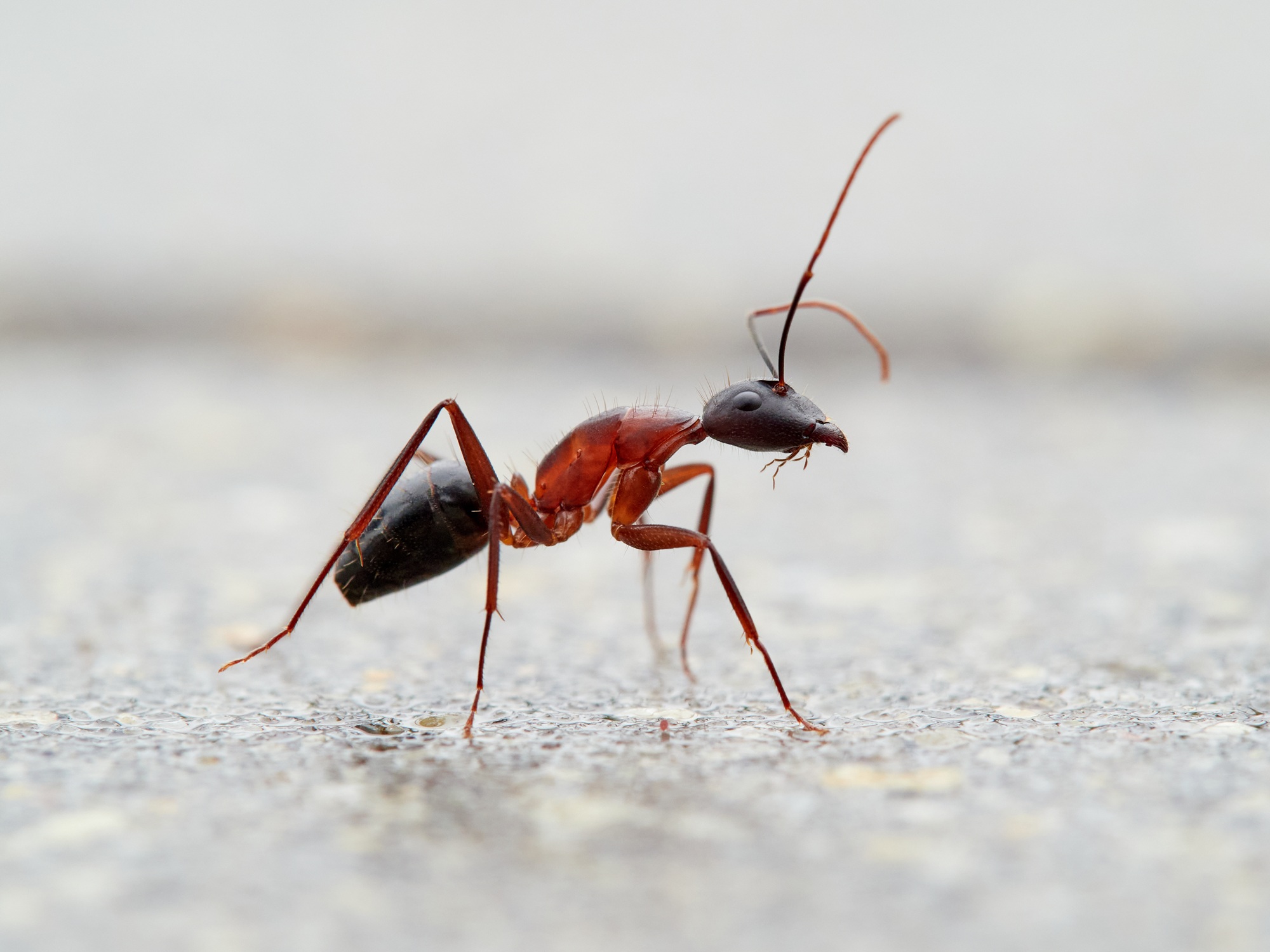 Ant Removal Portland