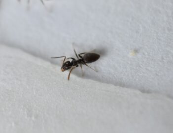 Ant Removal Portland OR