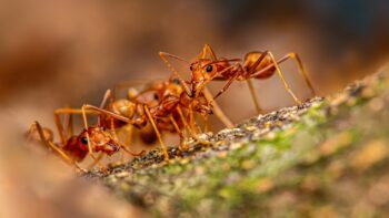 Ant Removal Portland