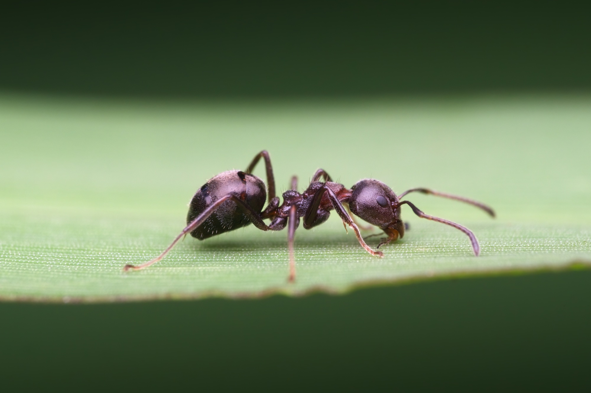 Ant Removal Portland OR