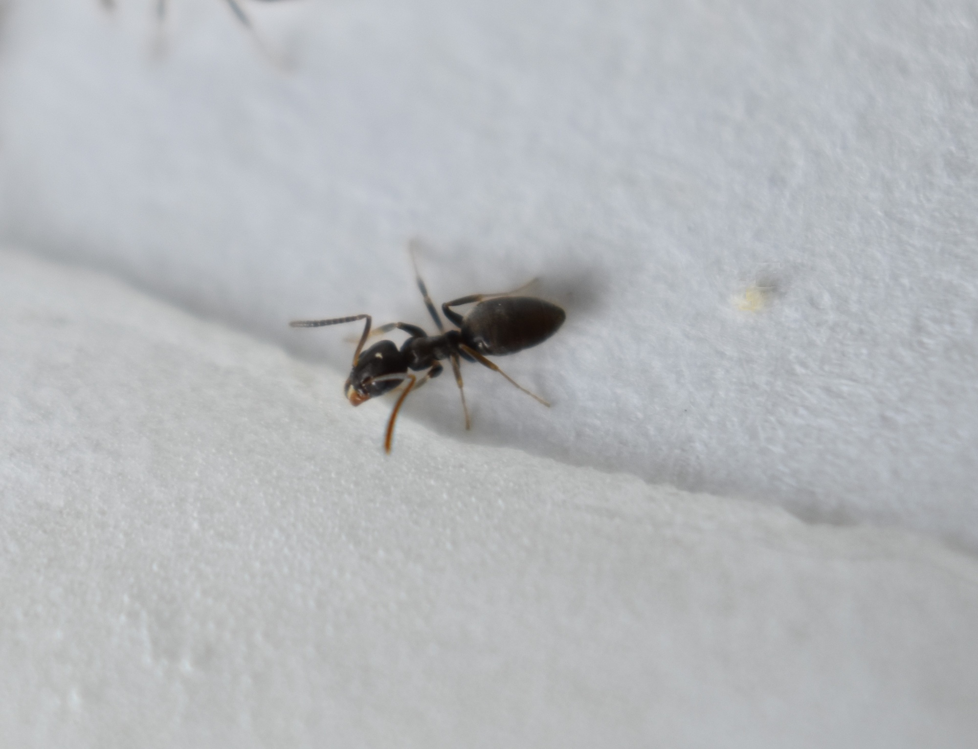 Ant Removal Portland OR