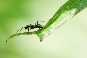 Ant Removal Portland