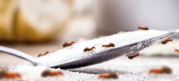 Ant Removal Portland